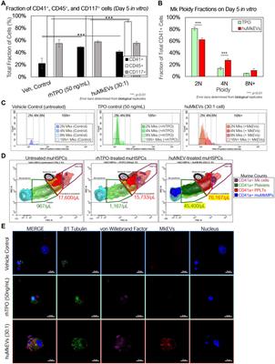 Engineered and hybrid human megakaryocytic extracellular vesicles for targeted non-viral cargo delivery to hematopoietic (blood) stem and progenitor cells